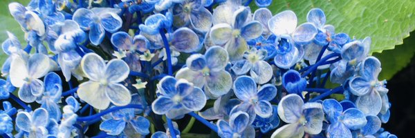 nya_sleep Profile Banner