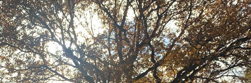 shipleylass's profile banner image