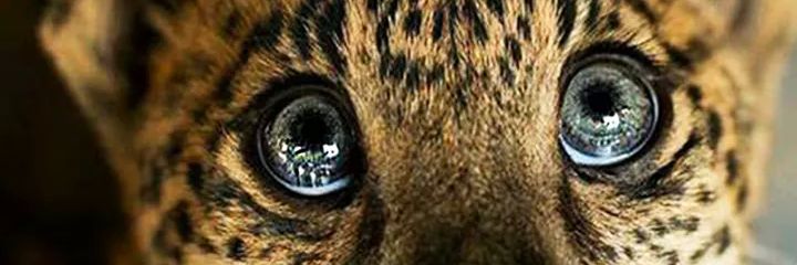 AgneseAgnel's profile banner image