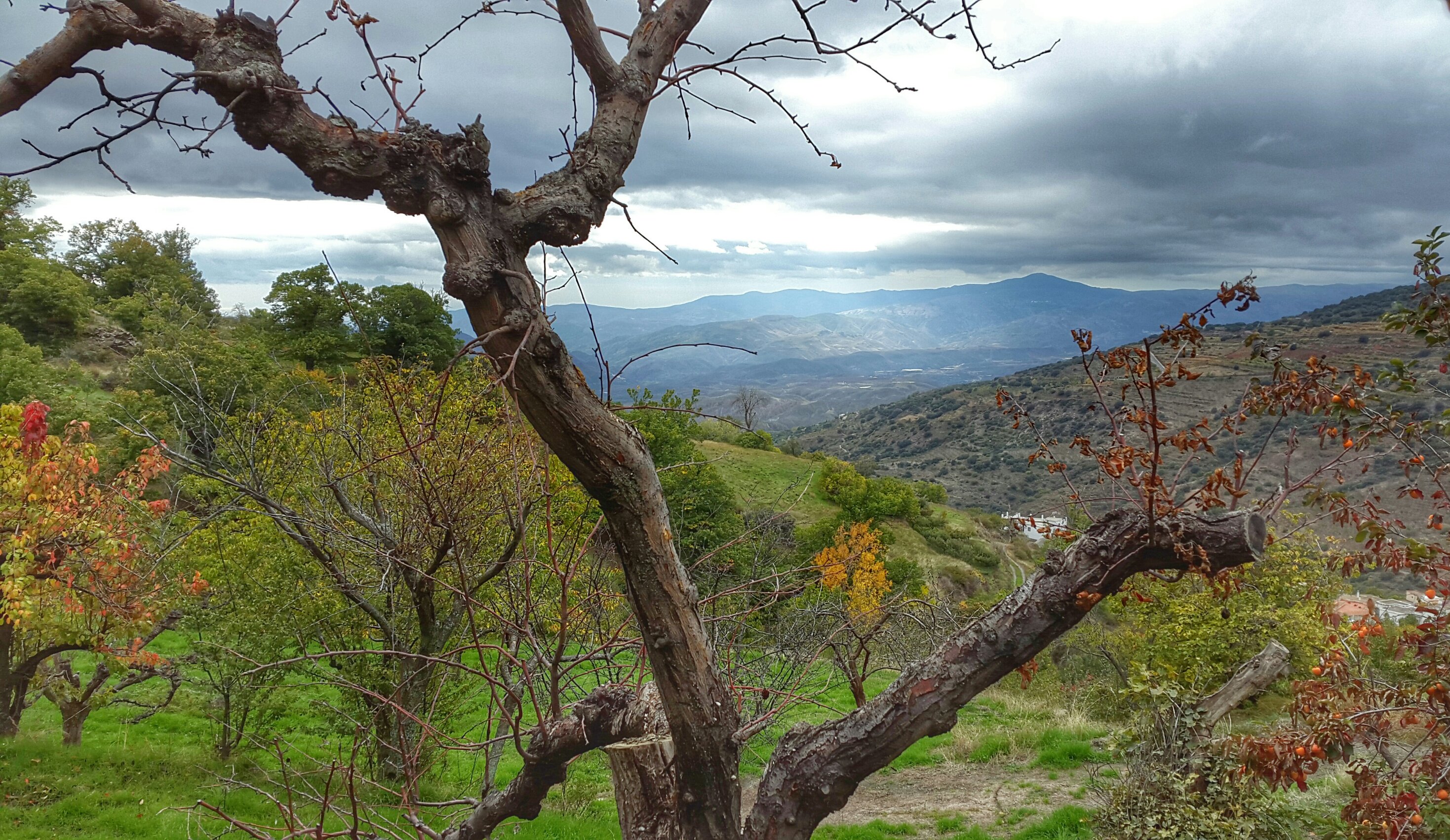 John Peter Boots banner