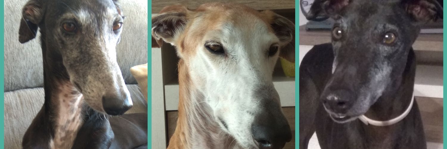 Greyhound Lover banner