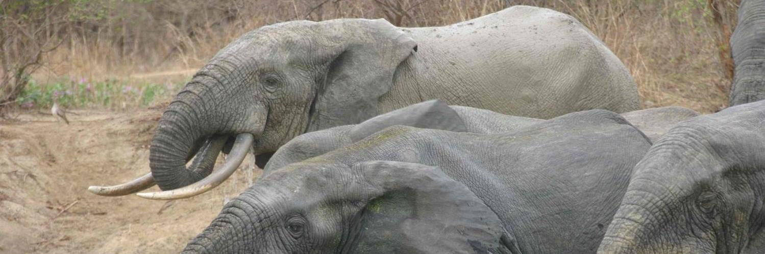 Centre Ecol & Evol banner