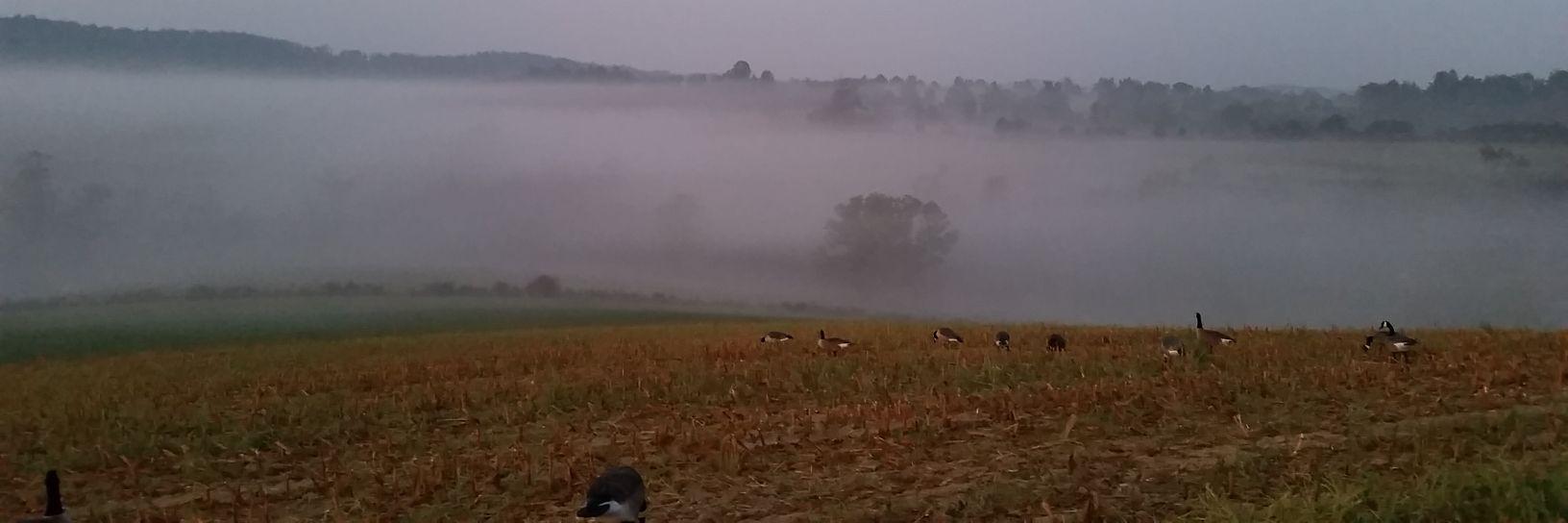 delawareduckin's profile banner image