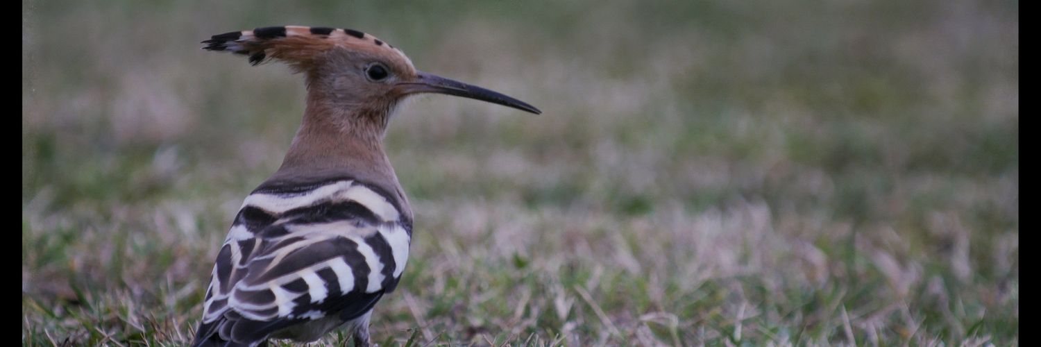 Christopher Onn banner