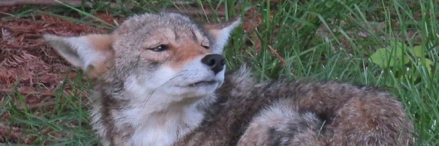 swapcoyote's profile banner image