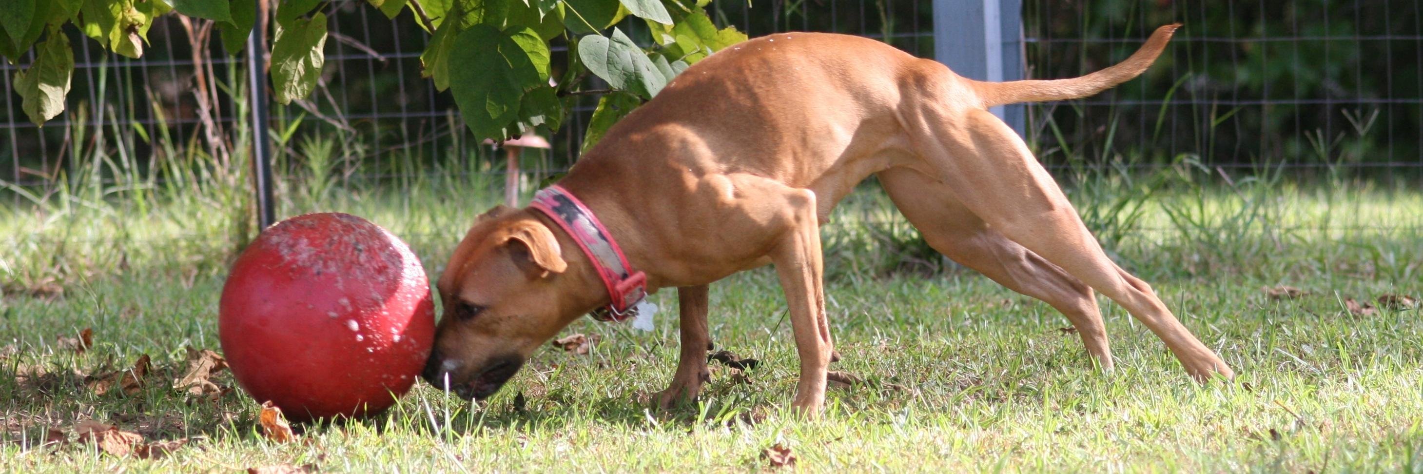 Pit Bull Chat banner