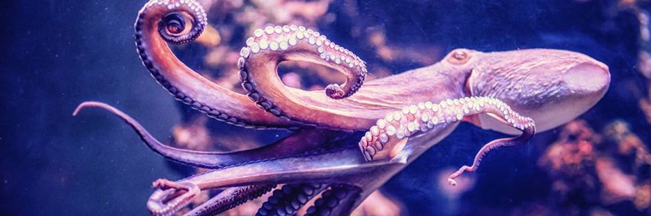 MarryOctopus's profile banner image