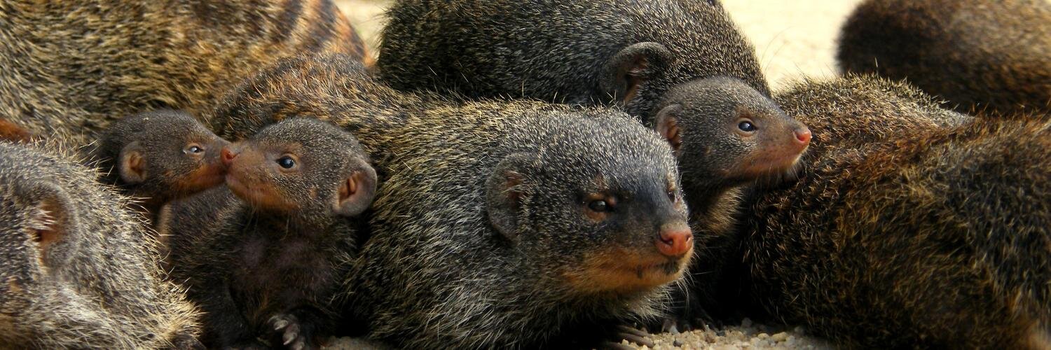 Mongoose Project banner