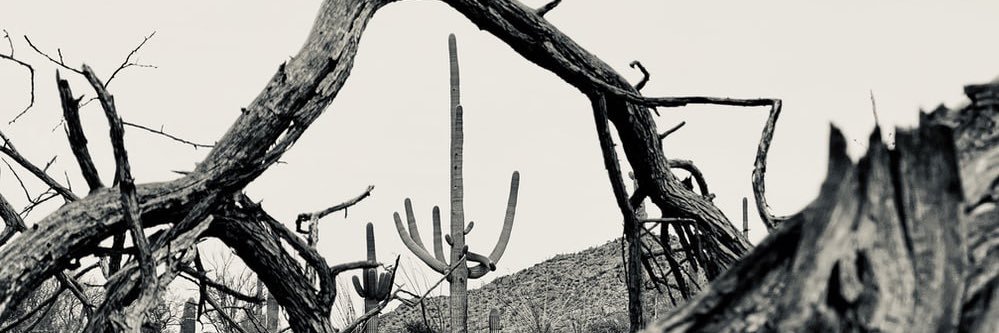 Sonora Review banner