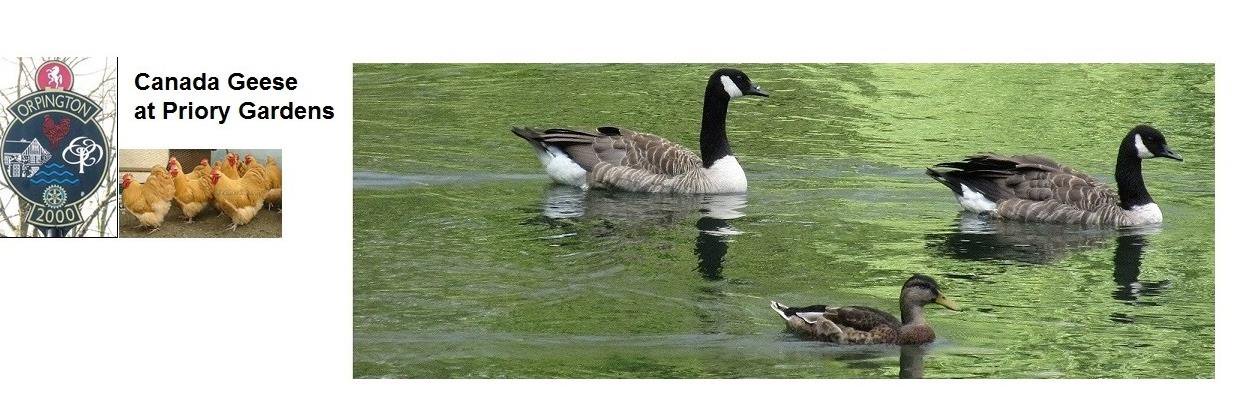 Orpington Community banner