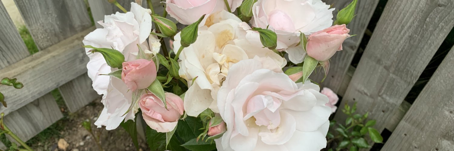 Laura Gibbons 💙 banner