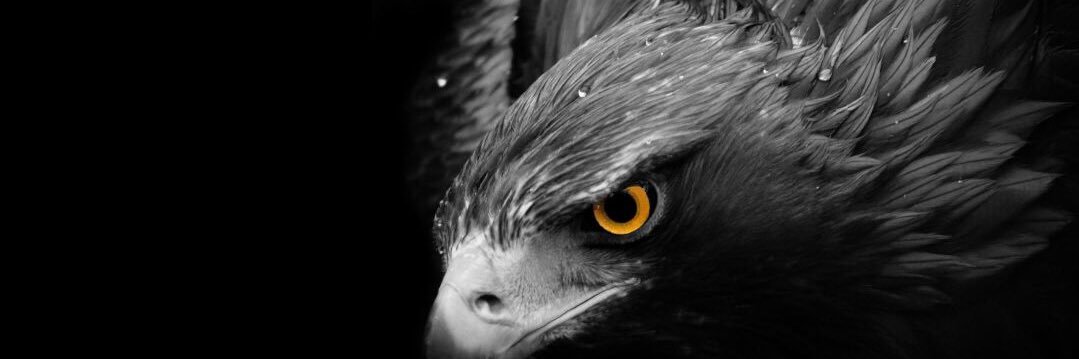 Hayaletsu44's profile banner image