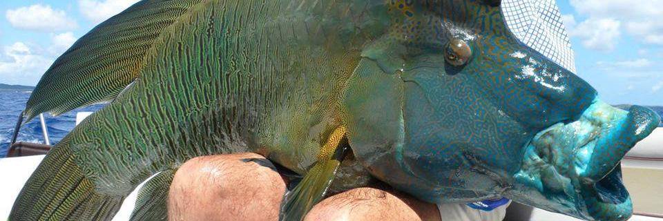 howto_fish's profile banner image
