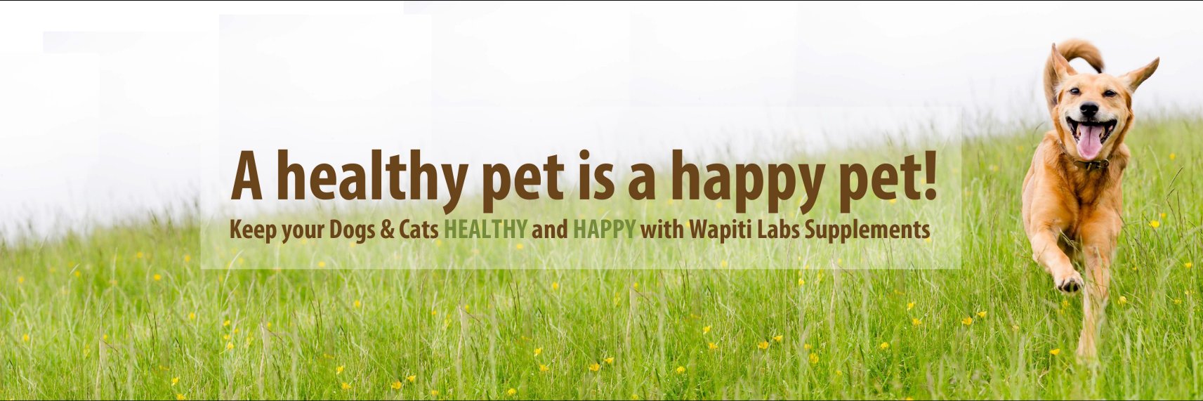WapitiLabs's profile banner image