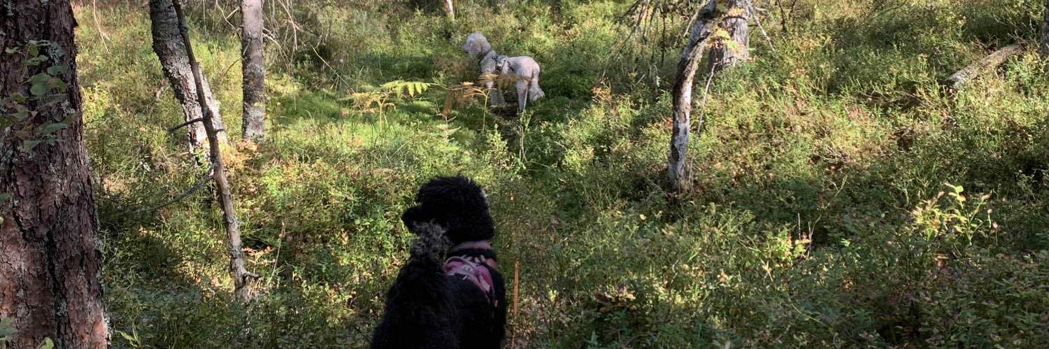 Ellen 🌻 Kjellman 🐩🐩 🇳🇴🌈 banner