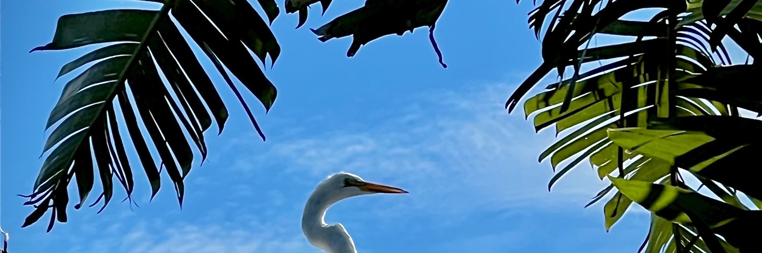 Robvcastro's profile banner image