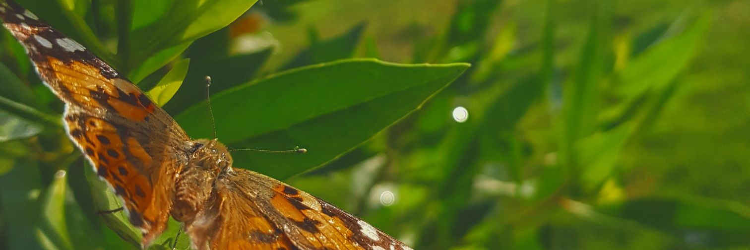 hisham99s's profile banner image