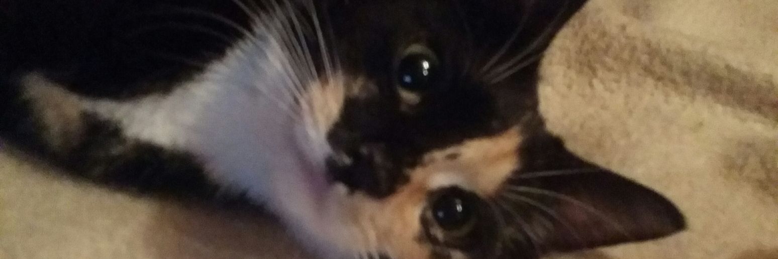 marieashleys's profile banner image