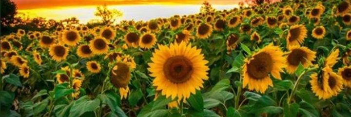 DC🇺🇦I Stand With Ukraine! banner