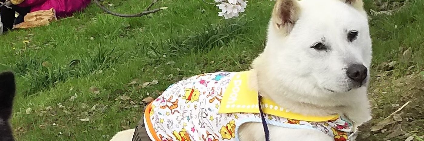 のあもこ さくら🌸 banner