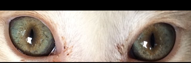 sofiaaaaishere's profile banner image