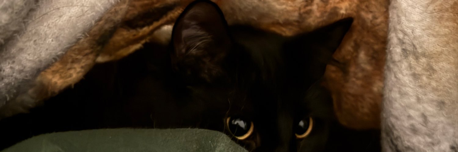 leachastang's profile banner image
