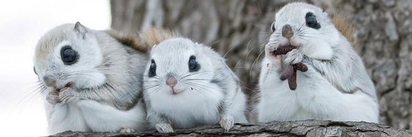 cocoazafreen Profile Banner