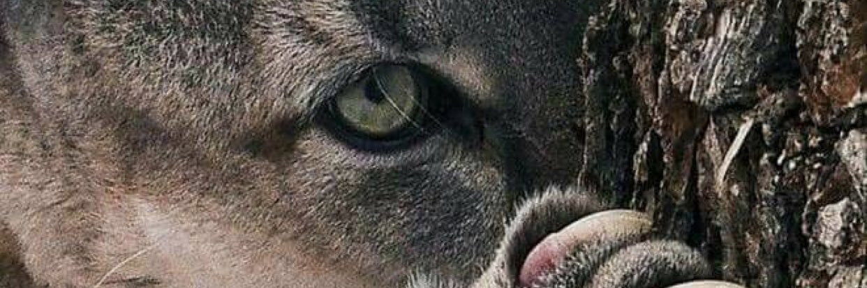 josephpimente15's profile banner image