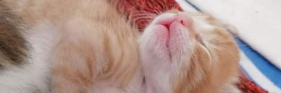 CanTongu's profile banner image