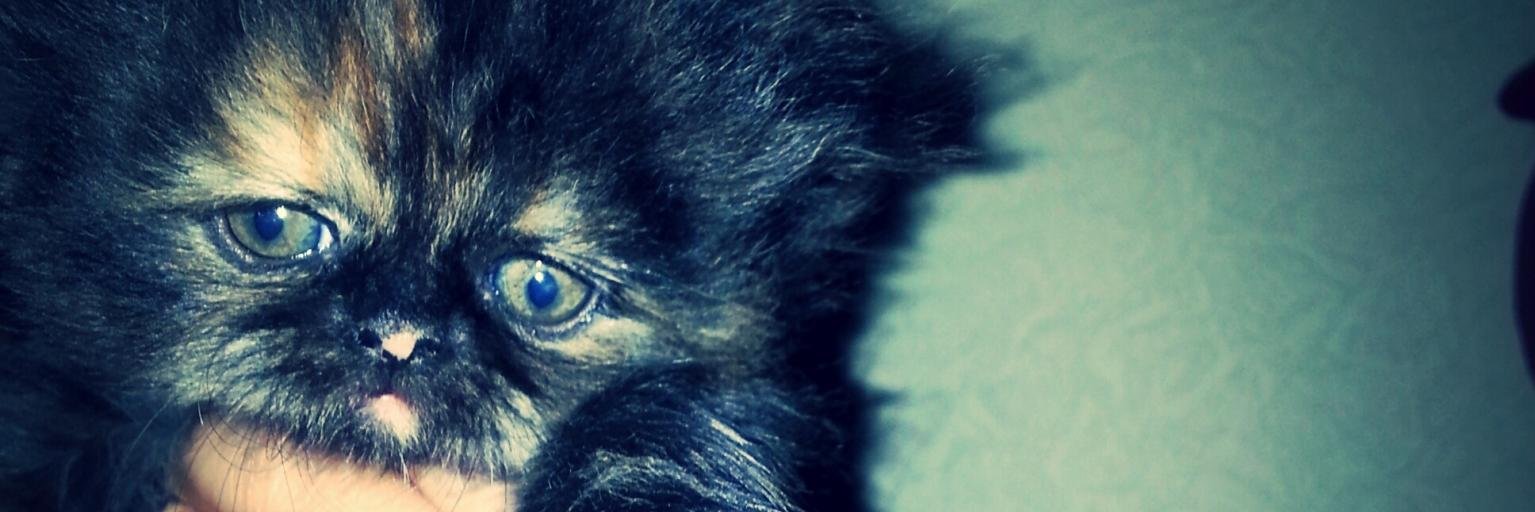 _mellene_'s profile banner image