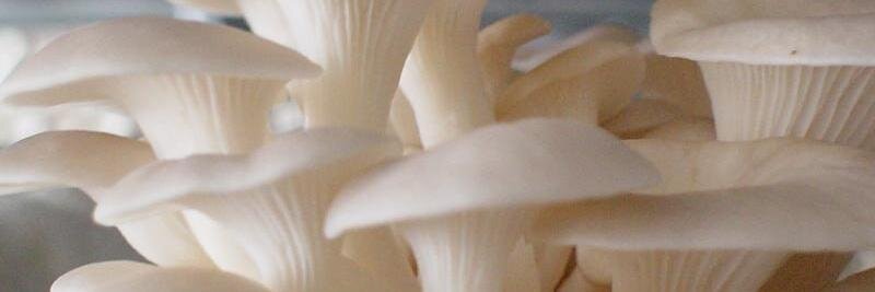 ichimushroom's profile banner image