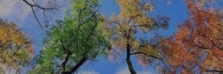 JennlovesTWD's profile banner image