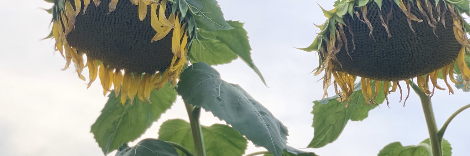 bellaalysia_'s profile banner image