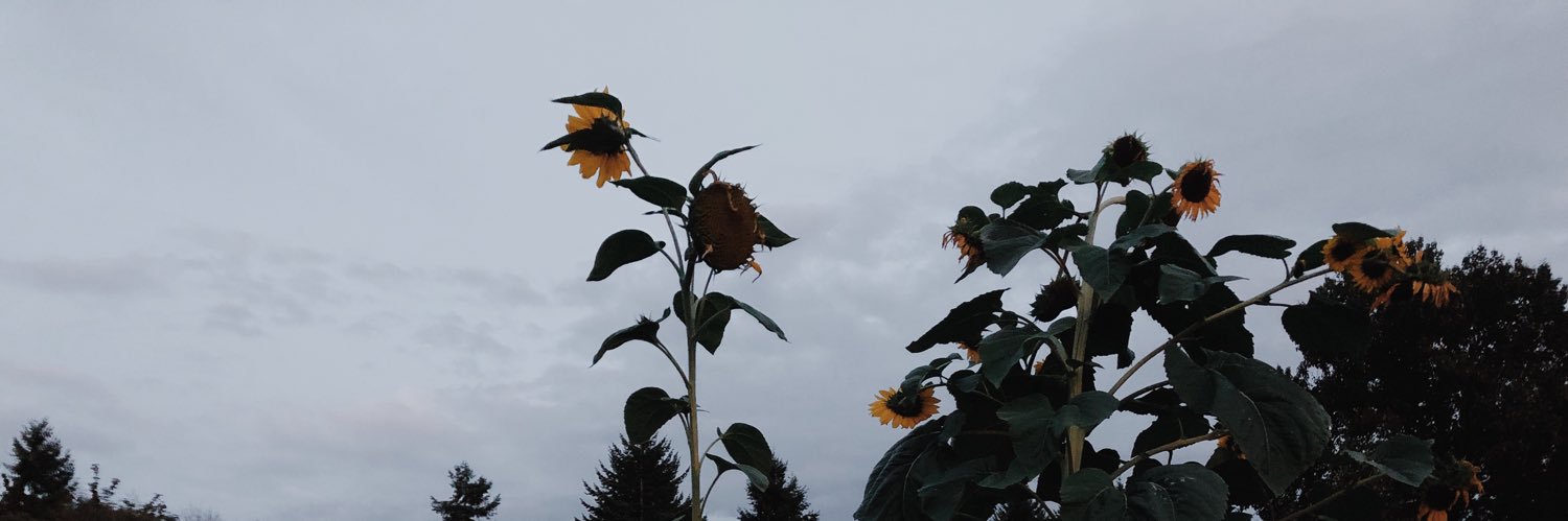 summerash99's profile banner image