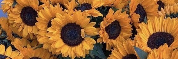 Beelu_barrera's profile banner image