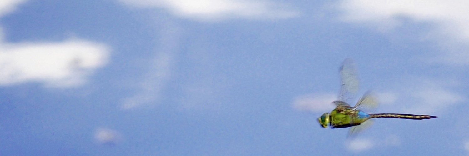 aes1500 🇺🇦 （誤同定マスター） banner