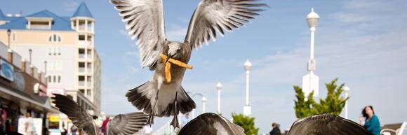 Thrashers Fries banner