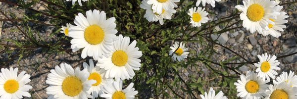 keh_cee Profile Banner