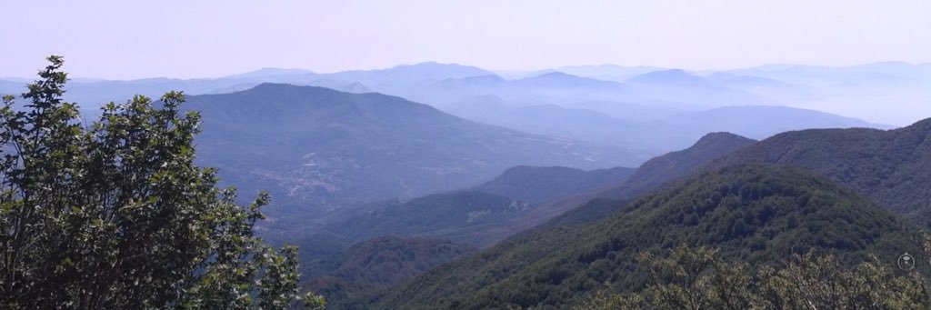 Andrea Lillo banner