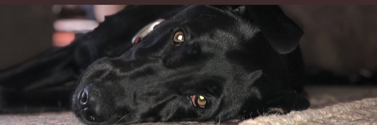 annie_petitto's profile banner image