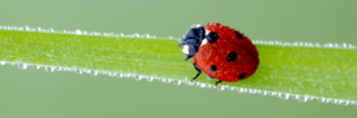 Ecotruba's profile banner image