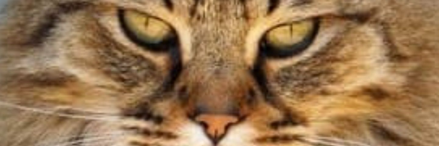 spoonman83's profile banner image