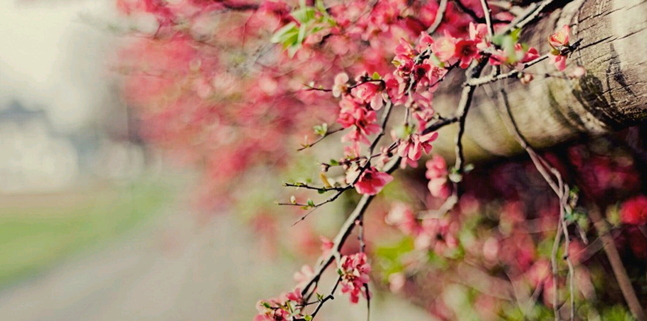 echa_esti's profile banner image