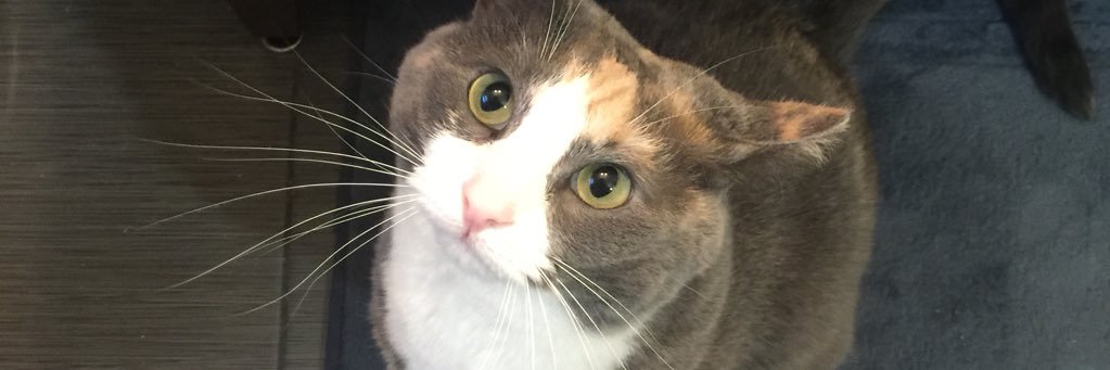 ANMorecee's profile banner image