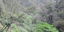 dee_ituaq's profile banner image