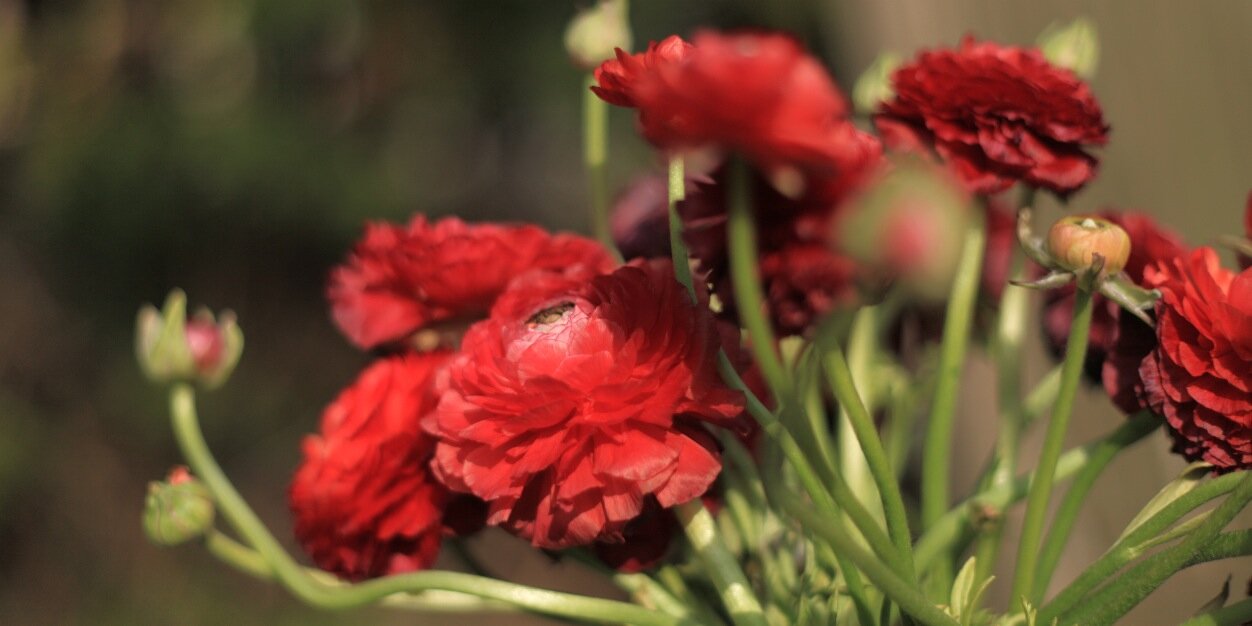 Veerle Boekestijn banner