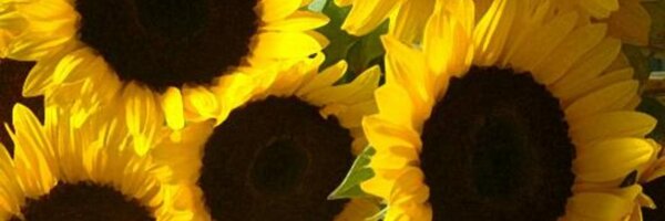 ebrody3 Profile Banner