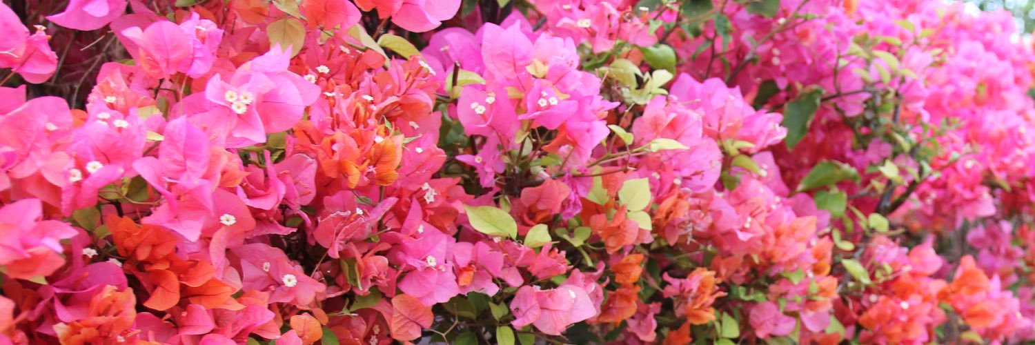 ShuteSami's profile banner image