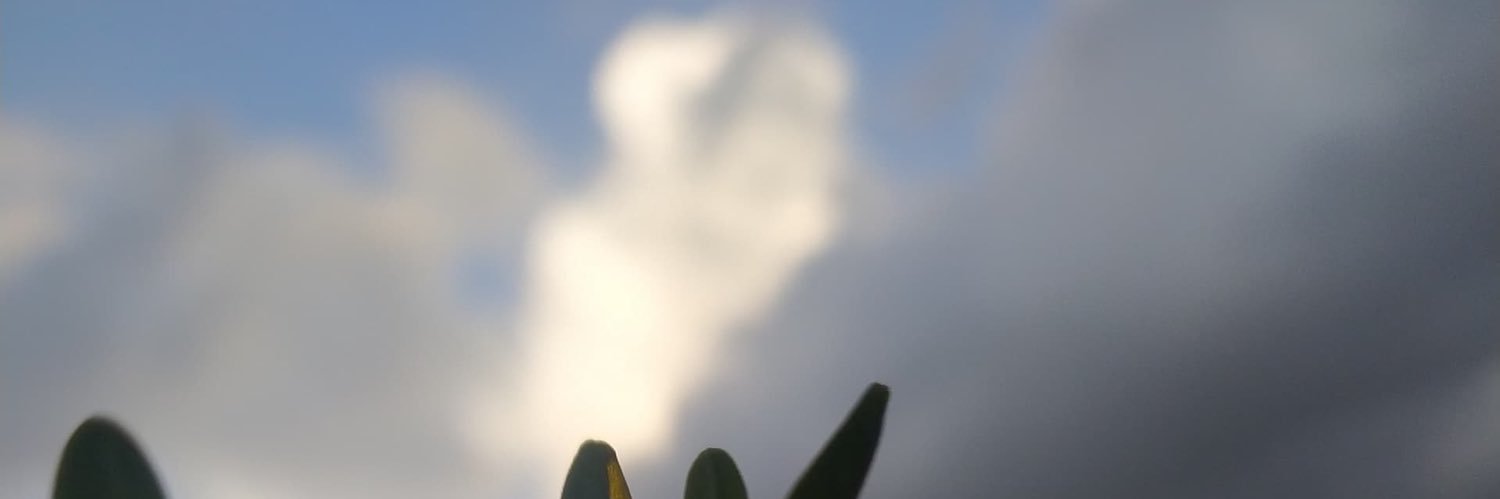 altwel4's profile banner image