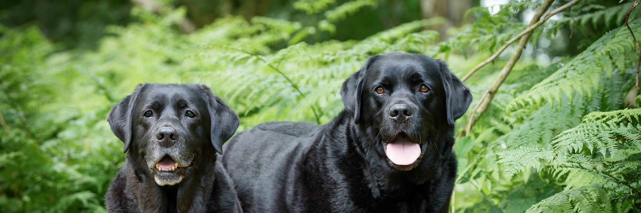 Olive & Jim Black Labs's banner